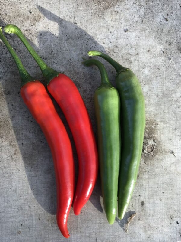 Cayenne - Friske frugter