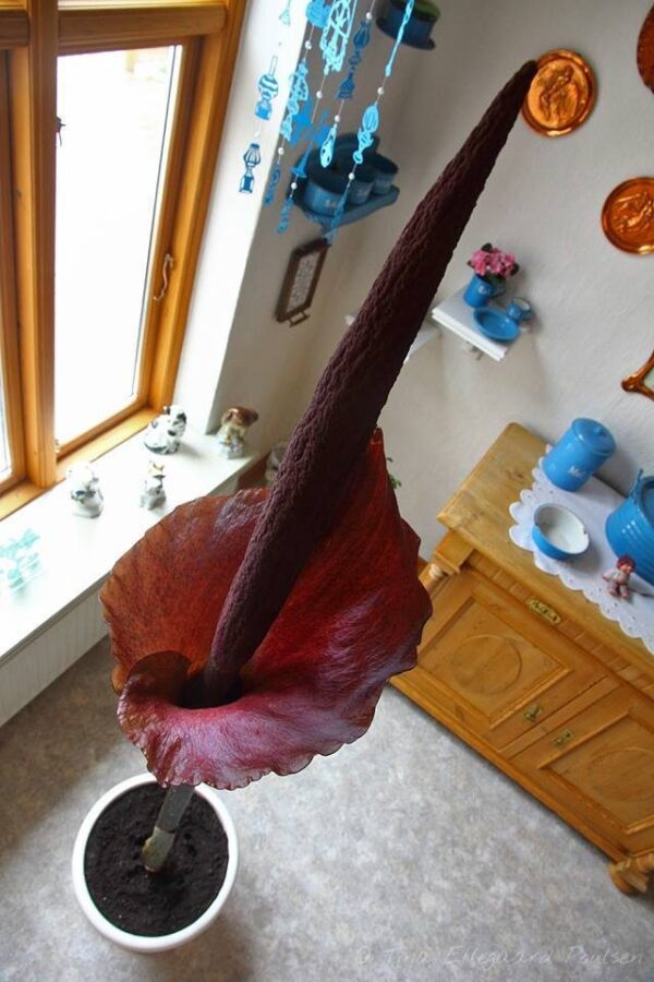 Leopardstilk - Amorphophallus konjak - Knold - Image 2