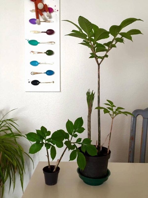 Leopardstilk - Amorphophallus konjak - Knold - Image 3