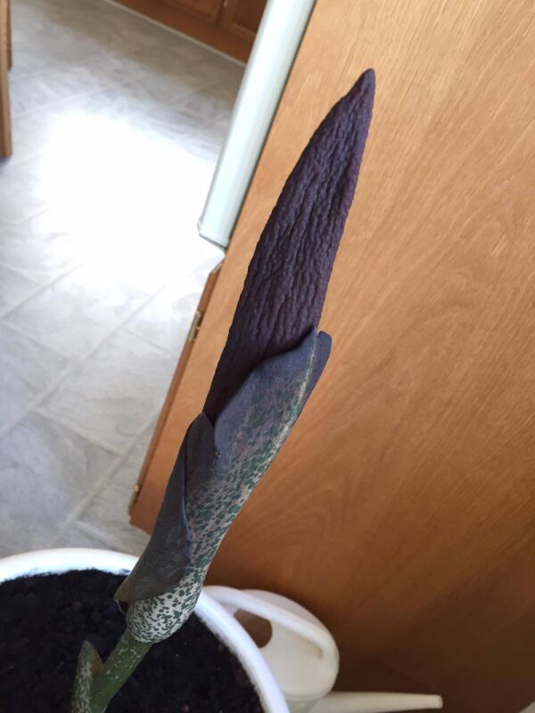 Leopardstilk - Amorphophallus konjak - Knold - Image 4