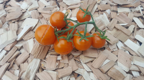 Ambrosia Orange Cherry - Tomat