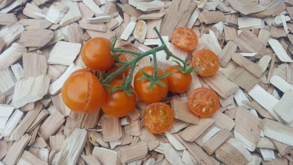 Ambrosia Orange Cherry - Tomat - Billede 2