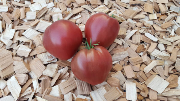 Dwarf Purple Heart - Tomat