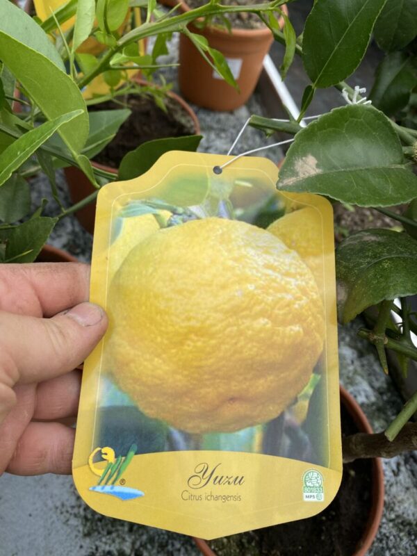 Yuzu Citron - Citrus x Junos - Plante