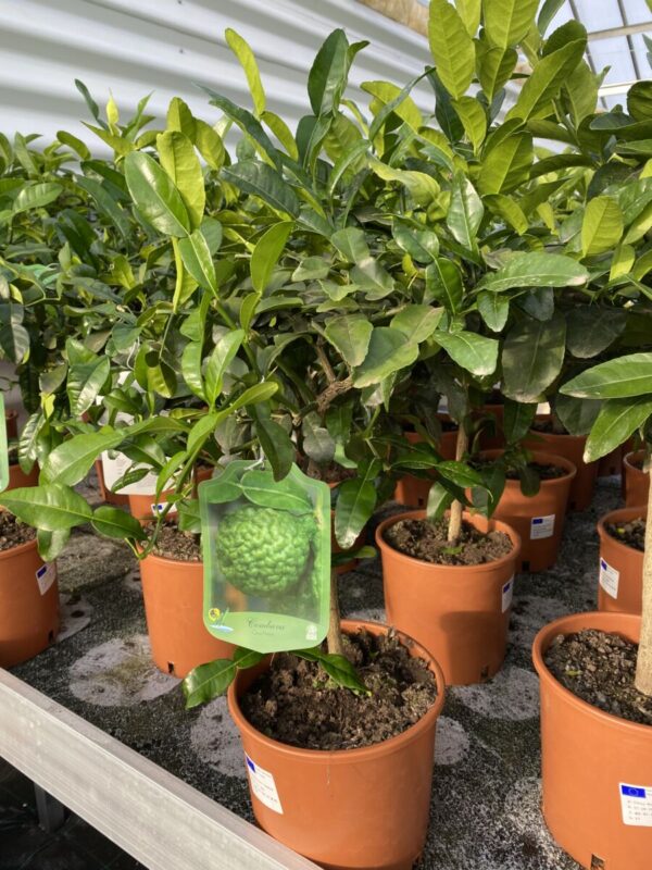 Lime - Citrus aurantifolia - Image 5