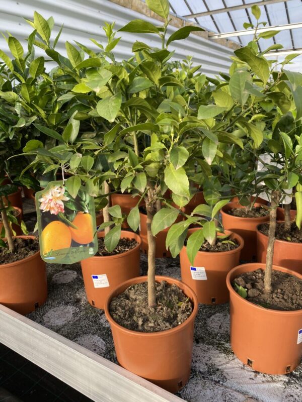 Meyer Citron - Citrus Meyerii - Plante - Image 5