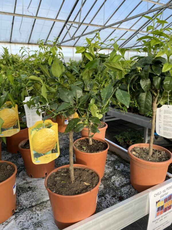 Bergamotte - Citrus bergamia - Plante - Image 3