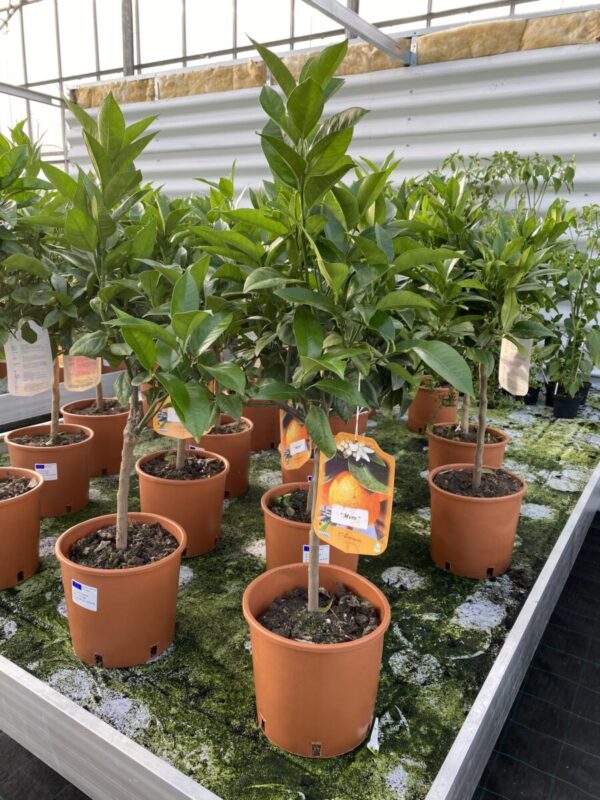 Lime - Citrus aurantifolia - Image 7
