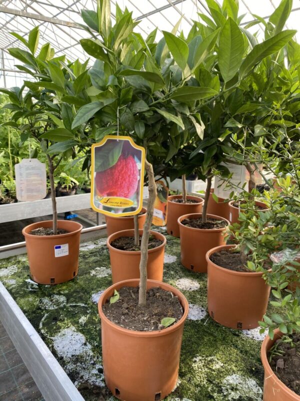 Rød Citron - Citrus limone rosso - Plante - Image 6