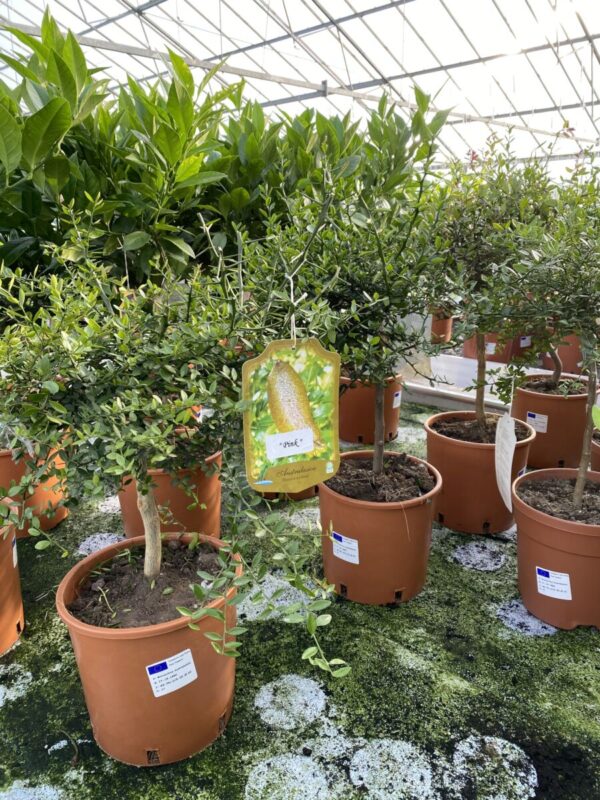 Meyer Citron - Citrus Meyerii - Plante - Image 3