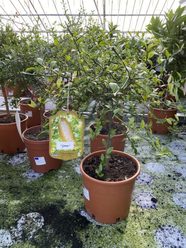 Meyer Citron - Citrus Meyerii - Plante - Image 2