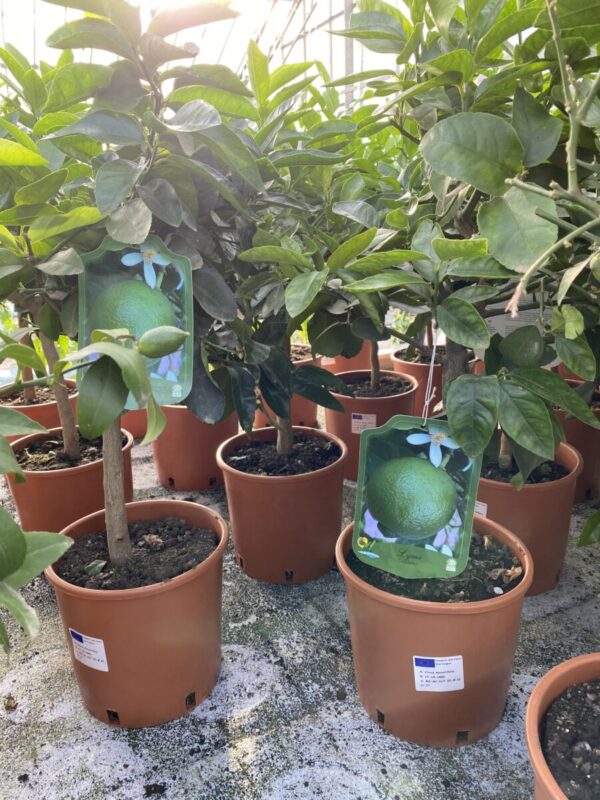Lime - Citrus aurantifolia - Image 3