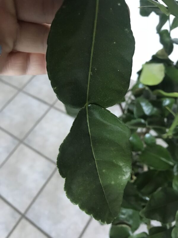 Kaffir Lime - Citrus hystrix - plante - Billede 2