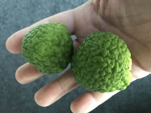 Kaffir Lime - Citrus hystrix - plante - Billede 3