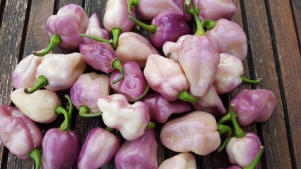 Pimenta Lisa  F6 - C. chinense