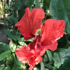 Diverse planter