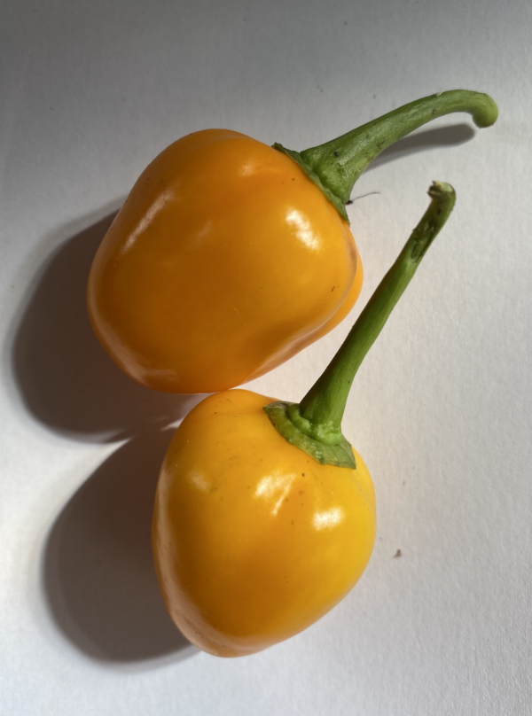 Aji Jobito - plante