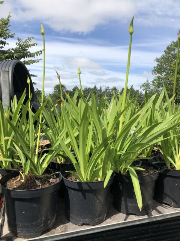 Afrikansk Lilje  - Agapanthus africanus - Plante