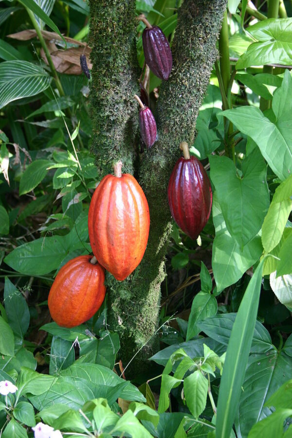 Kakao træ - Theobroama cacao - plante - Billede 3