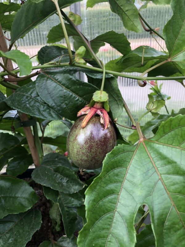 Passionsfrugt - P.edulis  'Colvillii' - plante - Image 6