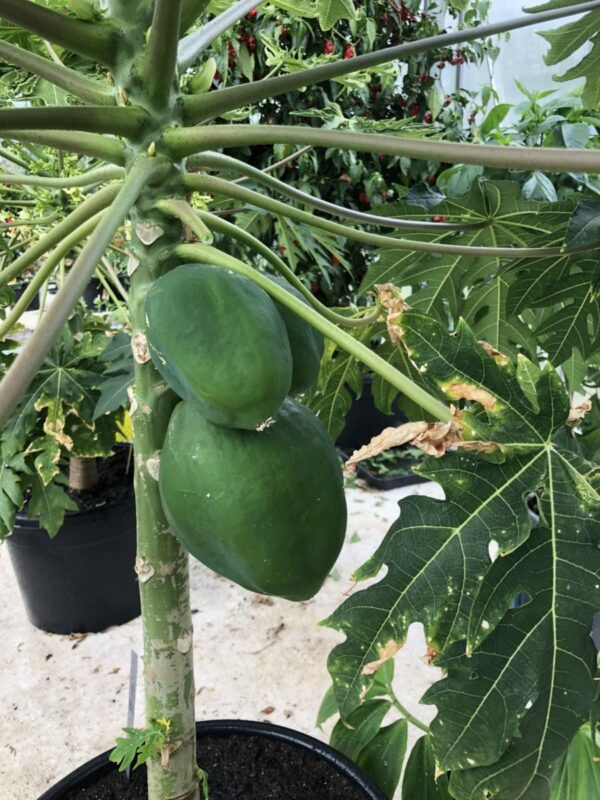 Papaya - Carica papaya - PLANTE - Image 4