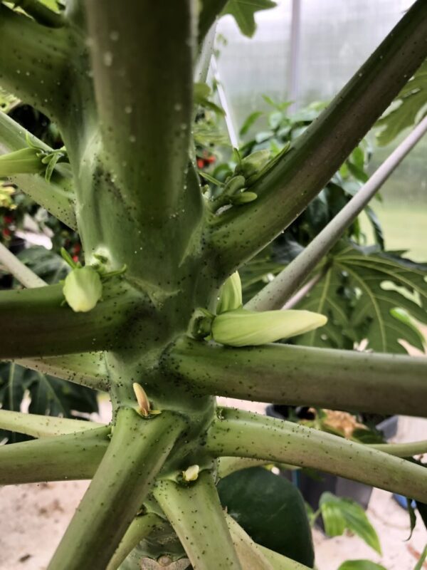 Papaya - Carica papaya - PLANTE - Image 3