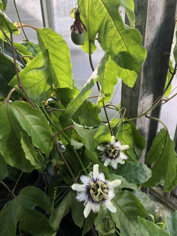 Passionsfrugt - P.edulis  'Colvillii' - plante - Image 5