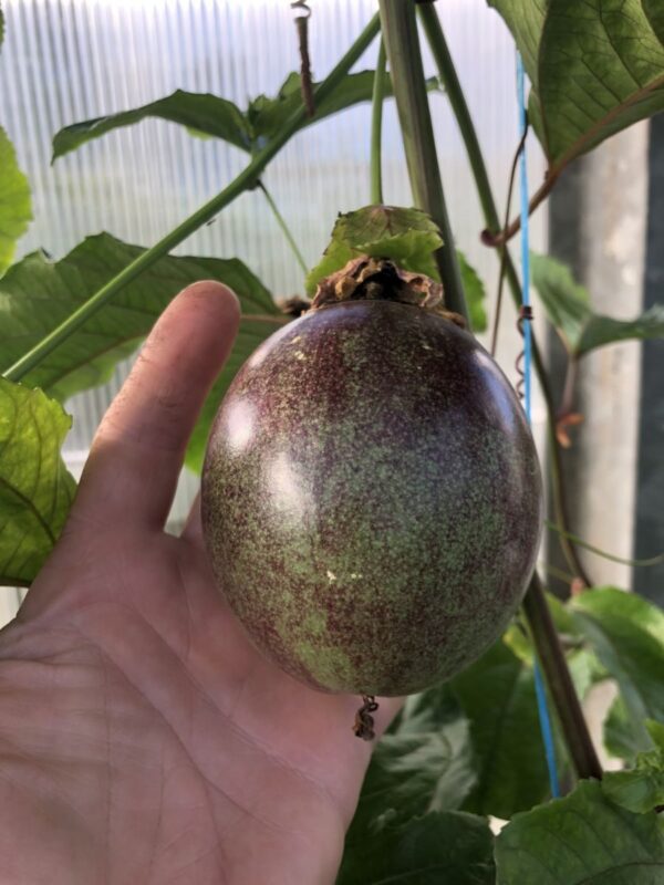 Passionsfrugt - P.edulis  'Colvillii' - plante - Image 3
