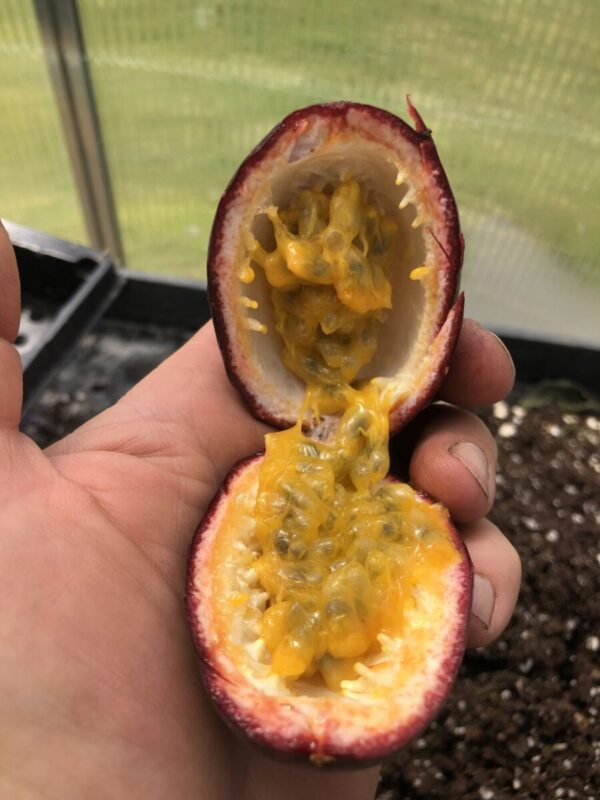 Passionsfrugt - P.edulis  'Colvillii' - plante - Image 2