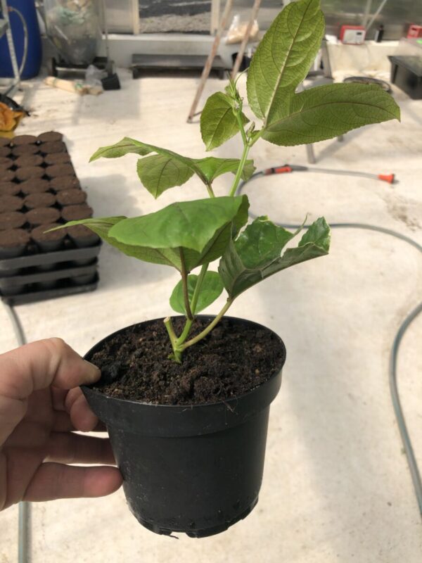 Passionsfrugt - P.edulis  'Colvillii' - plante - Image 7