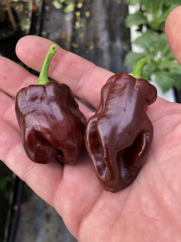 Habanero Black - Friske frugter