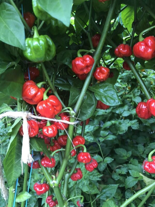 JMoA Scotch Bonnet Red - Friske frugter - 100 gram - Image 2