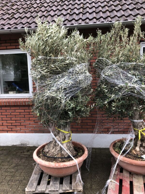 Oliven - stort gammelt træ!! - Image 2