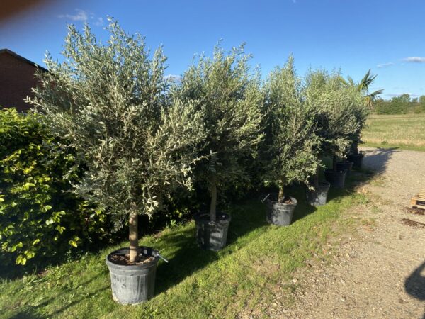 Oliven - Olea europaea - Plante - Image 4