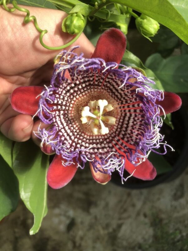 Passiflora decaisneana - Image 4