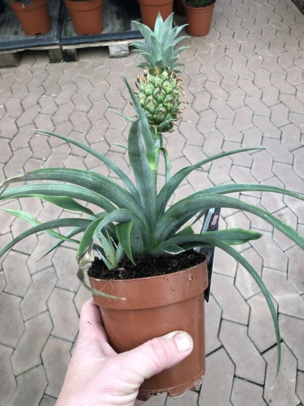 Mini Ananas - Comosus variegatus - Plante - Image 2