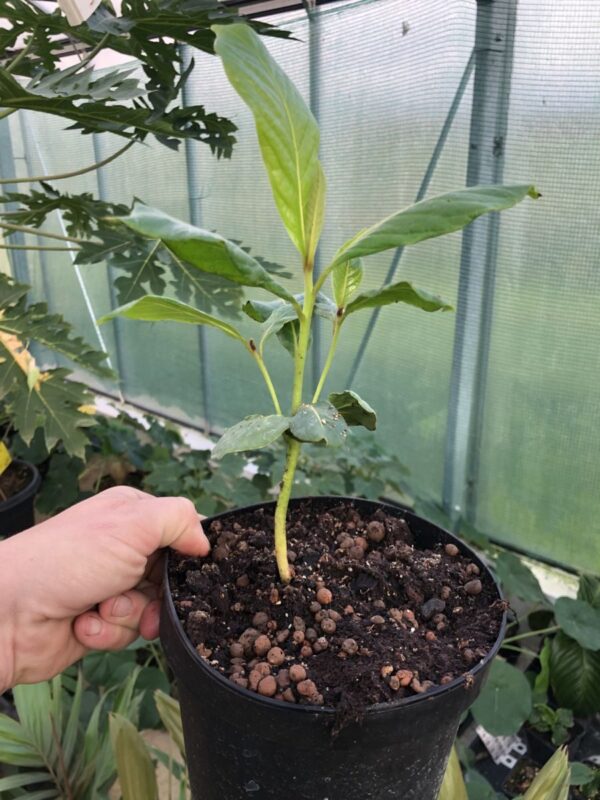 Tropisk Mandel - Terminalia catappa - Plante