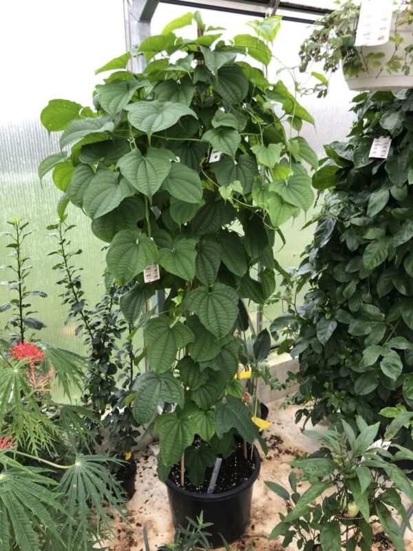 Luftkartofler - Dioscorea sansibarensis - Knolde