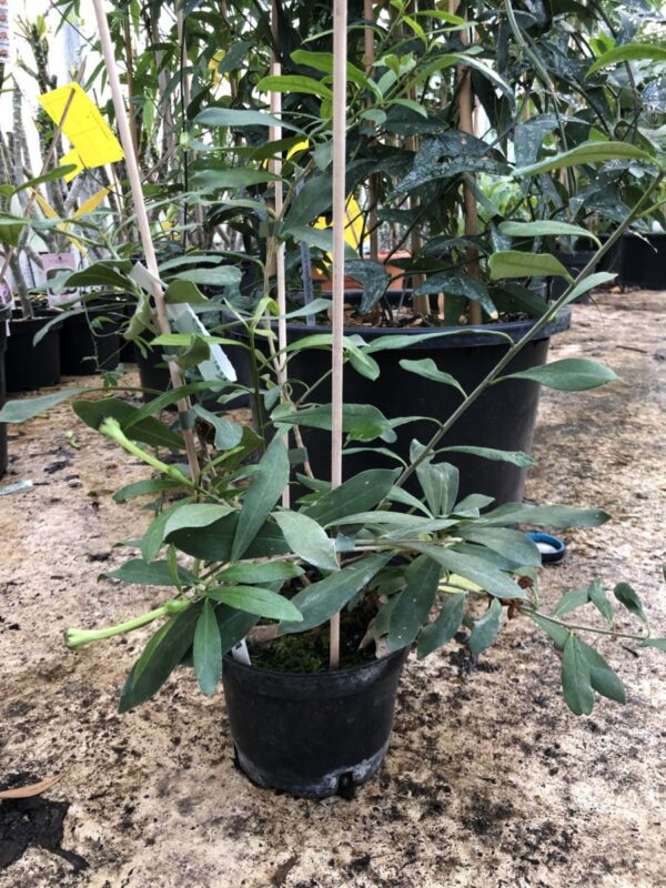 Brunfelsia nitida - Hvide blomster - Plante - Billede 2