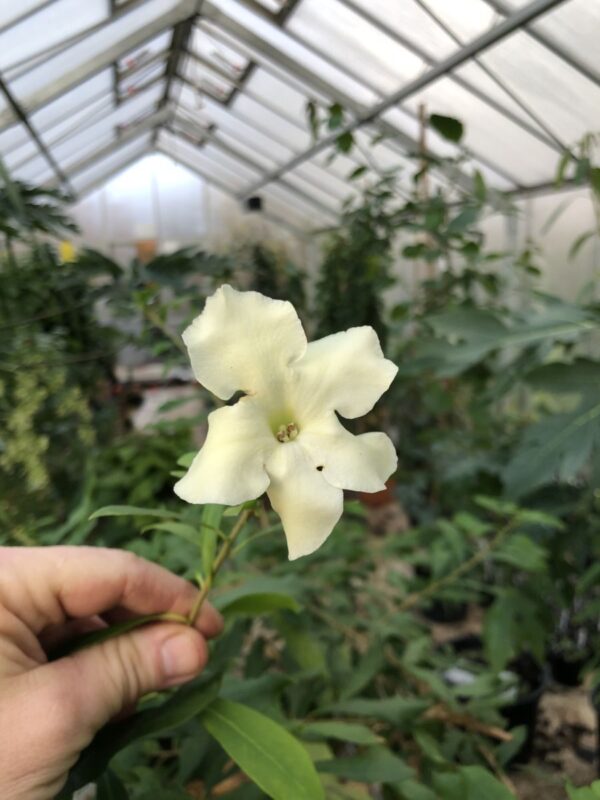 Brunfelsia nitida - Hvide blomster - Plante