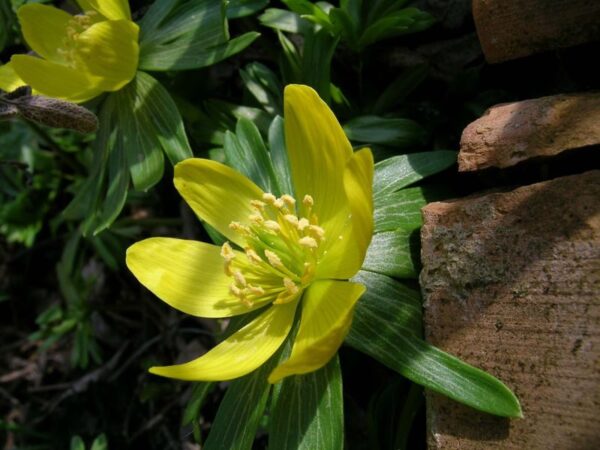 Erantis - Eranthis hyemalis