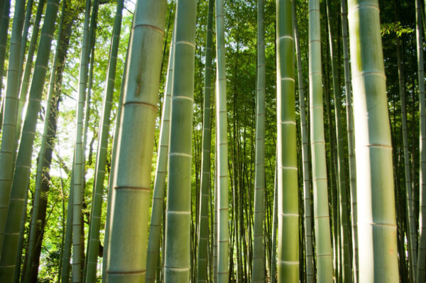 Skildpadde Bambus - Phyllostachys edulis svs