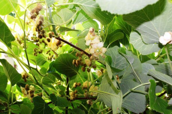 Mini Kiwi - Actinidia arguta