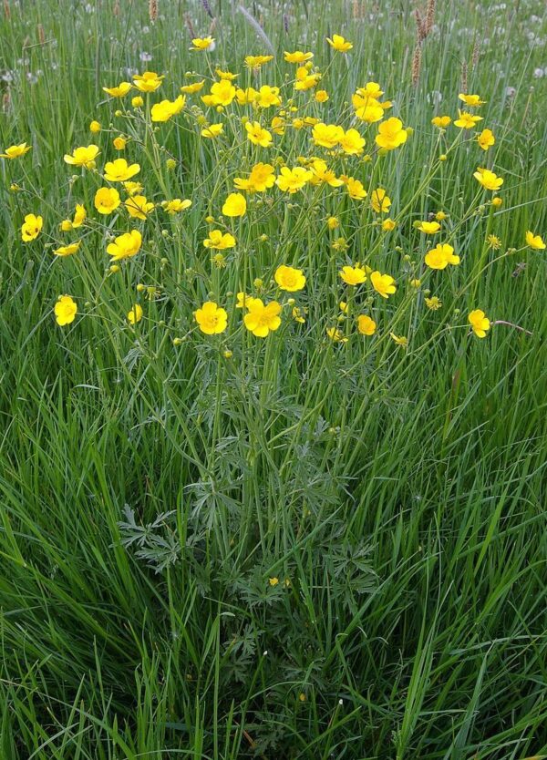 Bidende Ranunkel - Ranunculus acris