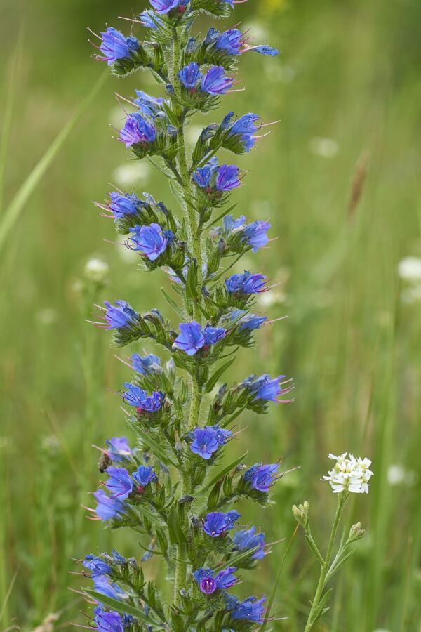 Slangehoved - Echium vulgare