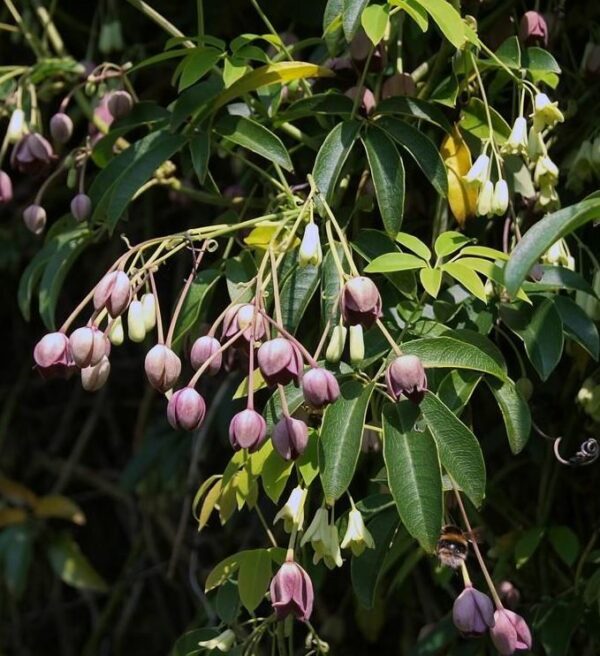 Holboellia latifolia