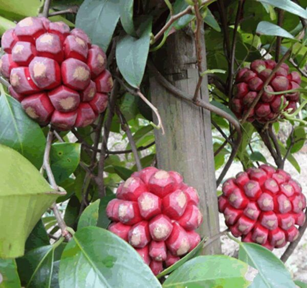 Kadsura coccinea