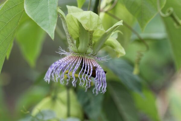 Passiflora Platyloba