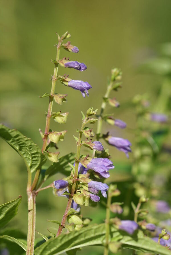 Amerikansk Skjolddrager - Scutellaria lateriflora