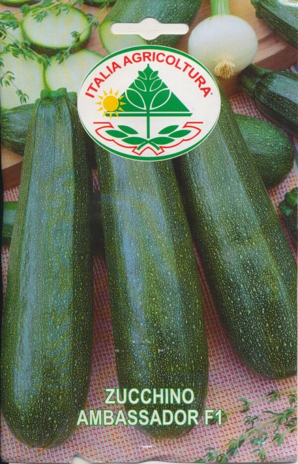 Squash - Ambassador F1
